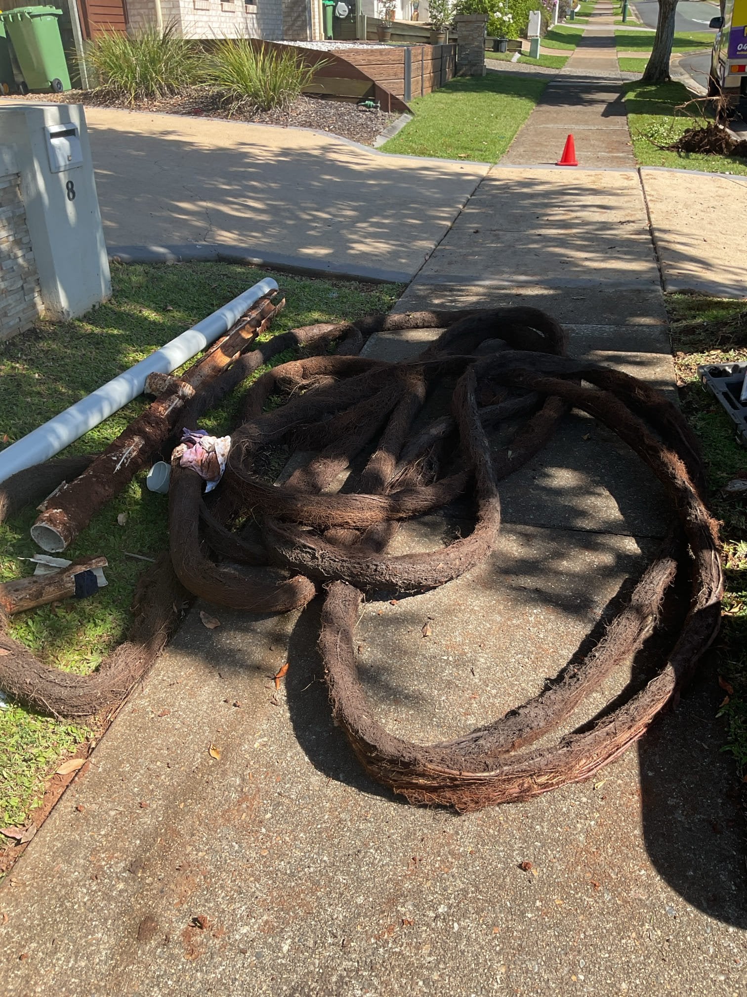 Tree Roots in Your Drains? Here’s How Turbo Plumbing Fixes It – Fast.